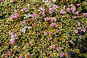 Saxifraga oppositifolia dai fiori porpora'incontrata lungo la fascia subalpina dal parco Jotunheimen, Norvegia.